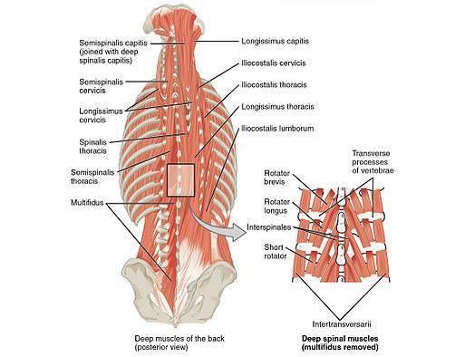 14 funktiona on selkärangan ojennus, kierto ja sivutaivutus. Monihalkoiset lihakset pitävät selkärankaa tasapainossa ja jäykistävä rankaa, kun siihen kohdistuu taivutusvoimia.