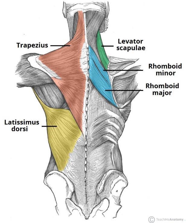 15 M. latissimus dorsi eli leveä selkälihas sekä m. trapezius, epäkäslihas, ovat selän pinnallisia lihaksia (Kuvio 6).