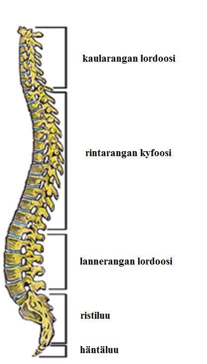 18 Huonoksi ryhdiksi voidaan laskea kaikki sellaiset asennot, joissa selkärankaan kohdistuu tarpeettomasti rasitusta. Silloin kehon lihaksiin ja rakenteisiin aiheutuu jännitystiloja ja kuormitusta.