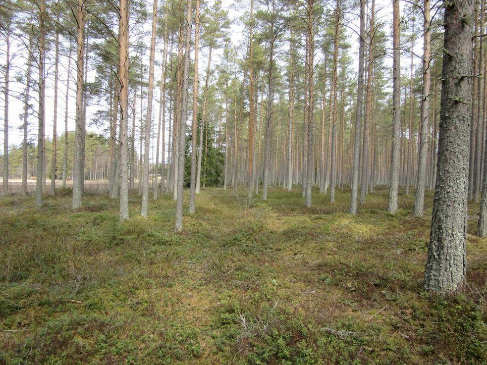 Kohdalla erottuu nykyisin traktorin- tai metsäkoneen