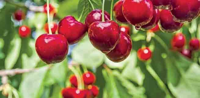 Kaupoissa ja toreilla myytävät kirsikan marjat ovat makeakirsikoita (Prunus avium), joita on kasvatettu vuosisatojen ajan etelämpänä Euroopassa.