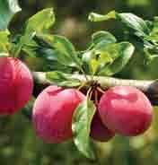 Vasta poimitun, auringon lämpöä hohtavan hedelmän maku on vertaansa vailla. Tuoreuden takaavat itse kasvatetut persikat, aprikoosit ja luumut.