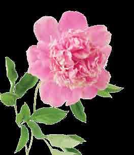 Ruusupensaat ovat suomalaisen puutarhan peruskasveja. Niitä ei tarvitse suojata pakkaselta eikä leikata joka kevät.