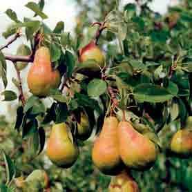 6 Useimmat omenapuut ovat osittain itsepölytteisiä, mutta toisen samaan