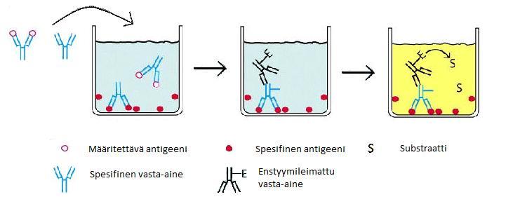 Seuraavassa vaiheessa spesifinen vasta-aine ja määritettävän antigeenin ja vasta-aineen muodostamat kompleksit kilpailevat sitoutumisesta kiinteän faasin spesifiseen antigeenin.