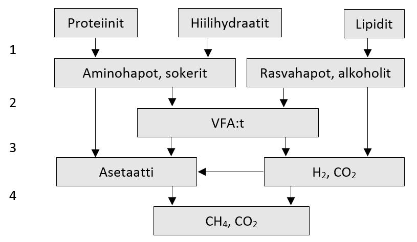 17 4. LIETTEIDEN KÄSITTELY BIOKAASUPROSES- SISSA Puhdistamoliete sisältää orgaanista ainetta, ravinteita ja patogeenejä, minkä takia sen käsittely on tärkeää.