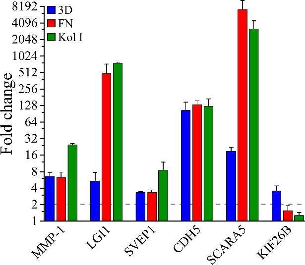 A B C D Kuva 11. α 2β 1-integriinin aktivoituminen ligandivuorovaikutuksessa kollageeni I:n kanssa säätelee useimpien tutkittujen geenien ilmentymistä.