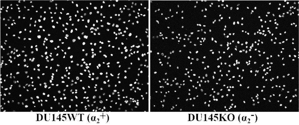 A B Kuva 12. α 2-integriini lisää DU145-eturauhassyöpäsolujen invaasiota Matrigeelin läpi.