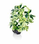PHILODENDRON SCANDENS BRAZIL PESÄRAUNIOINEN - ASPLENIUM ANTIQUUM TUONENKIELO -