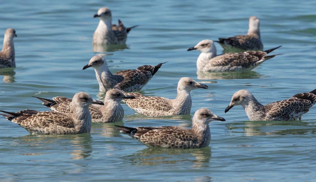 Nuoren ETELÄNHARMAALOKIN Larus michahellis tunnistaminen Nuoren selkälokin puku on usein vielä syyskuun lopussa tuoreen näköinen ja vaihtumaton. Nokka on pieni ja melko ohut.