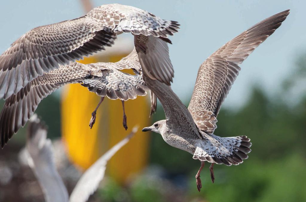 Tyypillisiä nuoria harmaalokkeja Larus argentatus.