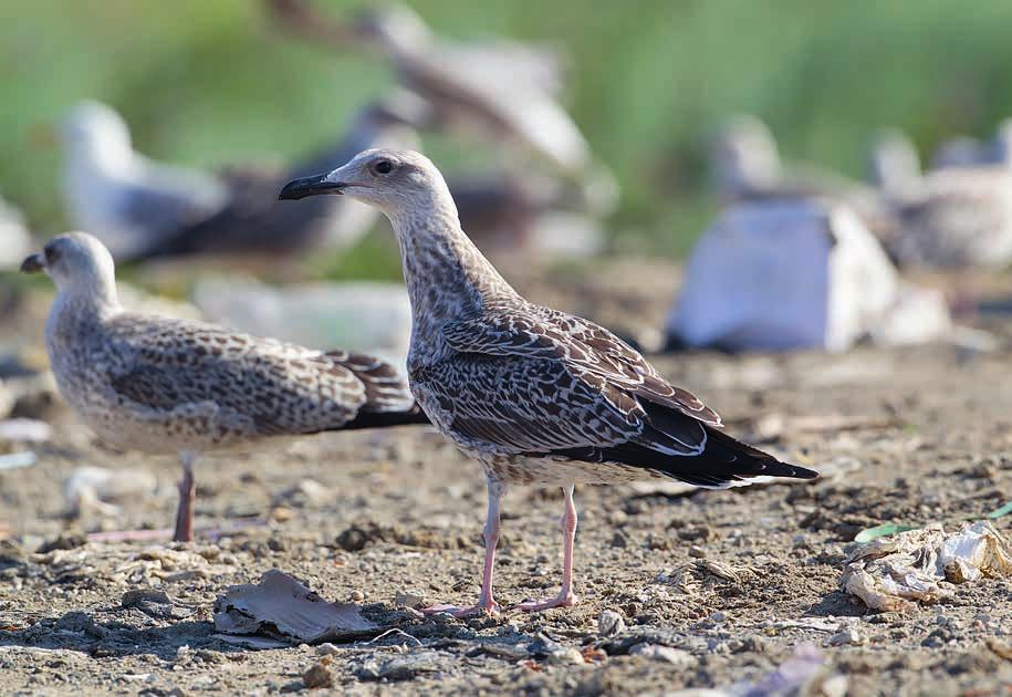 näkee melko yleisesti harmaalokeilla. Sellaisilla yksilöillä on kuitenkin lähes aina jotain vikaa tuntomerkeissä, jotka eivät sovi oikealle etelänharmaalokille.