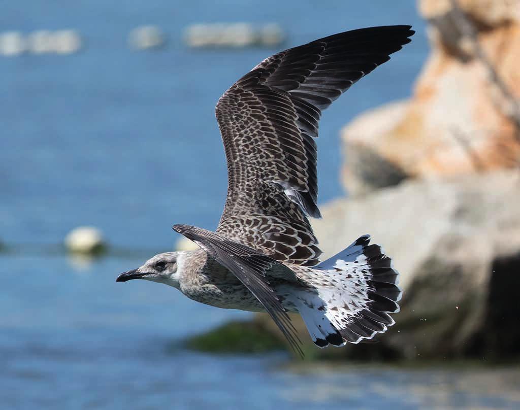 Täsmälleen tällaisia tertiaaleja näkee nuorella harmaalokilla hyvin harvoin.