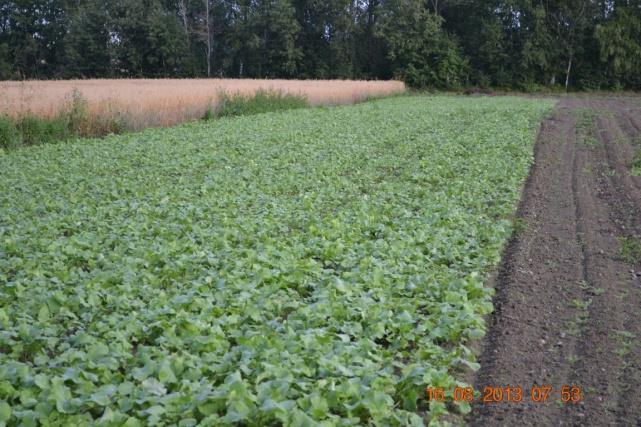 Alus- ja kerääjäkasvit ovat sovitettavissa viljelyyn Kerääjäkasvi (catch crop) Kerää maasta ravinteita