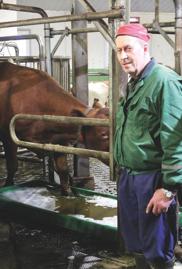 SORKKA- KYLVYLLÄ tarttuvat sorkkasairaudet kuriin MATTI KUMPULAISEN TILALLA, VIITASAARELLA, on vuodesta 2010 alkaen lypsetty lehmät VMS-pihatossa.