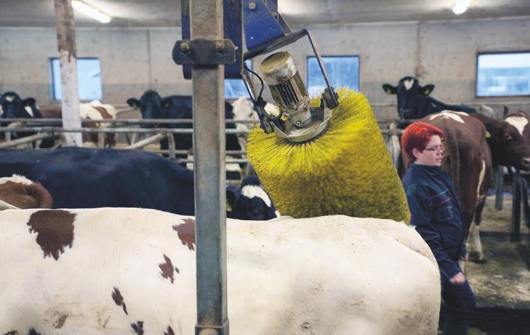 VMS lypsyrobotti on ylittänyt 700 000 kiloa jo kahtena vuotena peräkkäin JALASJÄRVELÄISTEN MIIA JA JUSSI KIVIOJAN maidontuotanto on erinomaisessa kunnossa.