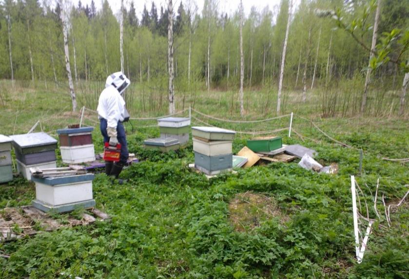 Suuri taloudellinen vahinko Karhut tuhoavat mehiläispesiä syödessään hunajaa ja sikiökennoja pesistä Tarhaaja menettää usein sekä sadon että pesän mehiläisineen Tarhojen aitauskulut syövät taloutta