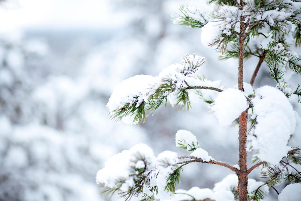 Metsänomistajien käyttäytyminen tulevaisuudessa Perinteisellä