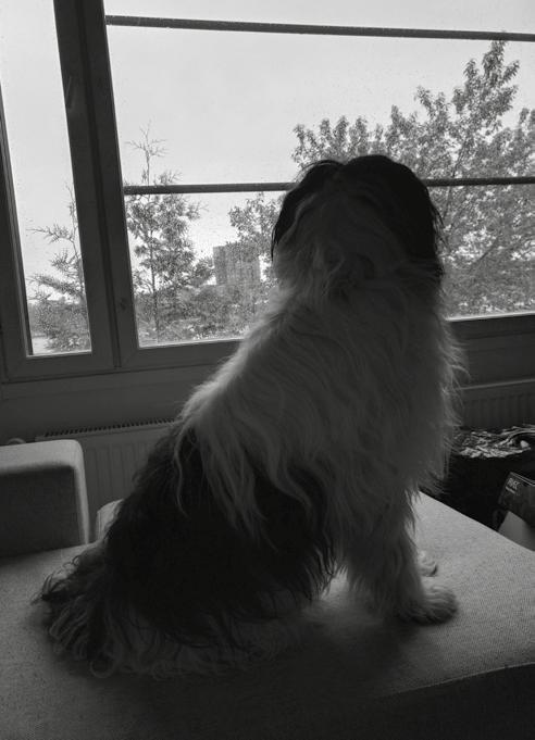 Ennen tätä härdelliä, saimme kuitenkin nauttia Vuokon ja Päivin järjestämästä riemuisasta pon-sisarusten kohtaamisesta Urjalassa.