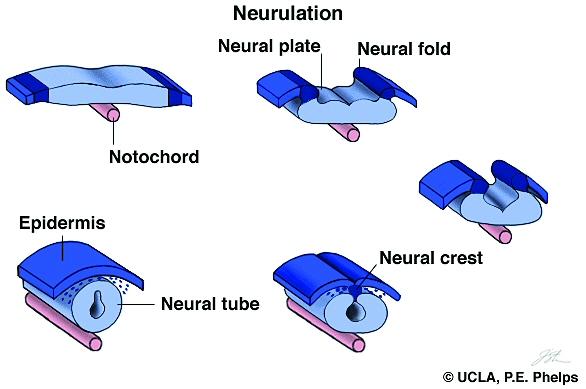 Hermoston kehittyminen Neurulaatiossa ektodermin solut muodostavat hermostouurteen, joka sulkeutuu hermostoputkeksi ( 8vk )