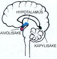 Väliaivot - Alaosassa hypotalamus, johon on liittynyt aivolisäke.