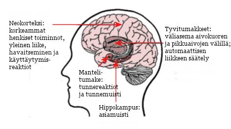 Muita aivojen osia 2 Hippokampus: - Ohimolohkon pohjassa - Oppiminen Mantelitumake: - tunteiden