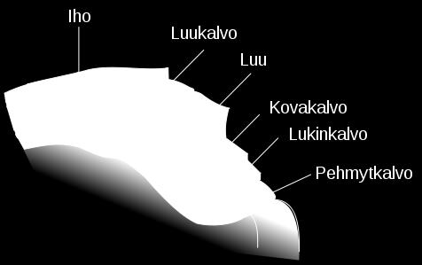 aivo-selkäydinnestettä Aivo-selkäydinneste: - laajenemispuskuri - iskunvaimennus