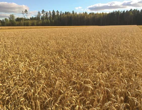 KOSTEUSMITTARIT Kosteusmittarit heinälle ja säilörehulle Wile 500 Mittari kompensoi paalin tiheyden, mittaa lämpötilan ja heinän kosteuden antaen nopeita ja luotettavia tuloksia.