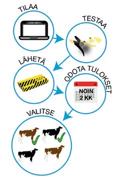 kokeile Genomitesti on Helppo toteuttaa tilaa MinunMaatilani kautta, näytteenotto korvamerkkien avulla tai TEGO-menetelmällä Paljon lisätietoa vasikan perimästä aikaisessa vaiheessa.