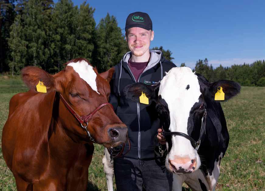 Paras tuotos syntyy kestävillä ja terveillä lehmillä Paras elinikäistuotos syntyy terveillä lehmillä, joilla on hyvä rakenne.