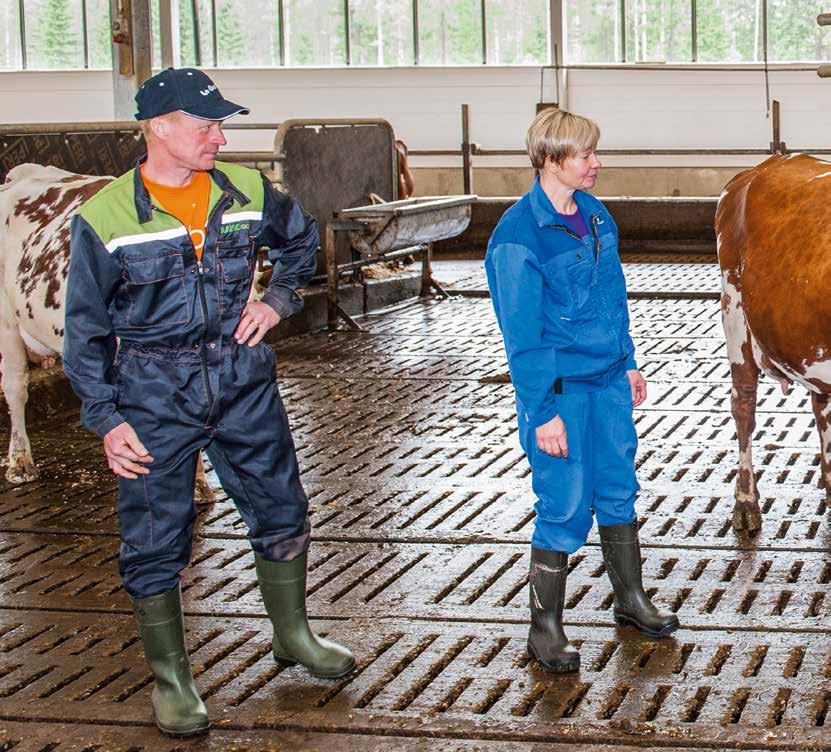 elävästä elämästä Ayrshiret ja holsteinit kilpasilla Vieremällä sijaitseva Perkkiön tila ei ole nimensä mukainen takamaiden uudisniitty.