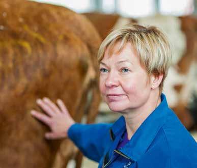 Anitan ja jalostusasiantuntijoiden avulla karjaan saatiin huippuainesta, ja parhaimmillaan hiehoja oli kasvamassa kolmessa navetassa. Tällöin karjaan tulivat myös ensimmäiset holsteinit.