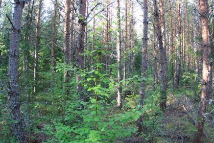 sinne johtavalta huoltotielinjaukselta ei tavattu uhanalaisia tai rauhoitettuja kasvilajeja eikä suojeltuja tai uhanalaisia luontotyyppejä.