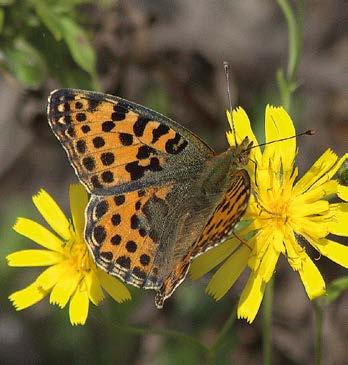 35. Ruskosinisiipi (Plebeius eumedon) 86 16-51 -52 46. 51. Haapaperhonen (Limenitis populi) 69 25 +155 +132 47. 52. Peltovirnaperhonen (Leptidea juvernica) 62 3 - - 48. 50.
