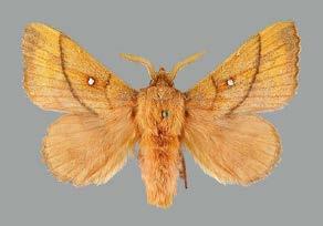 luctifera) 2 yksilöä, loikkari Drymonia ruficornis