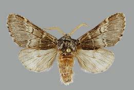 yksilöä, tilapäinen Isonirkko (Peridea anceps) 7