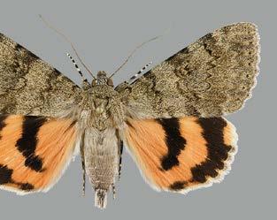 Suomenkieliset nimet lajeista ovat muuttuneet vuosien mittaan ja nyt kun tieteellistä sukupuustoa on uudelleenjärjestelty, ritariyökköset ovat 'varsinaisten yökkösten' (Noctuidae) ulkopuolella