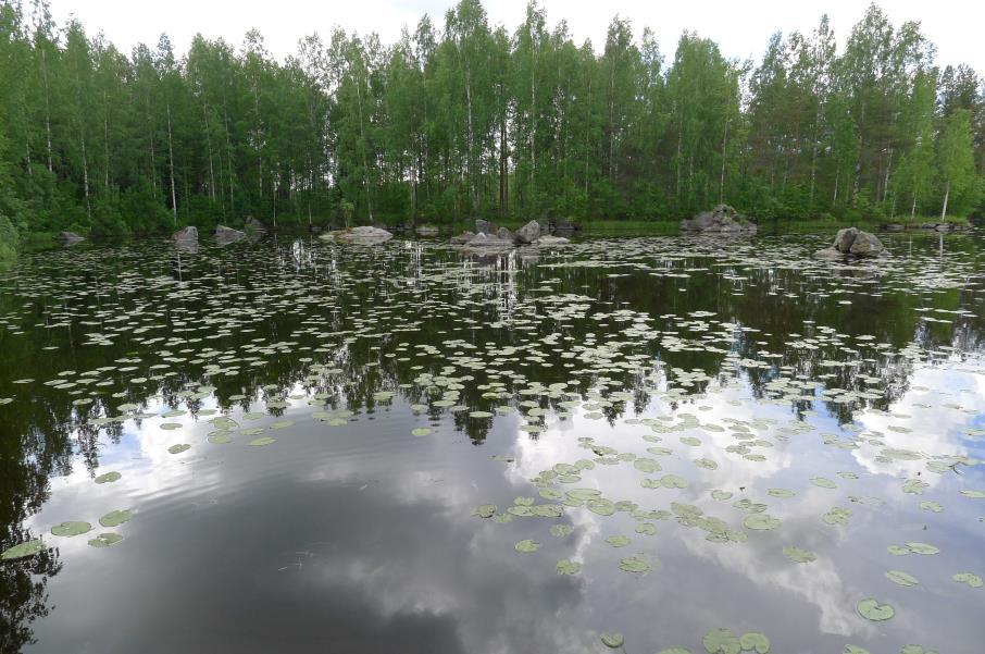 Rantavyöhykkeellä kasvaa paikoin noin 80 100 vuotta vanhaa puustoa. Alueen metsät ovat enimmäkseen kuusivaltaisia tuoreita kankaita, joiden valtalaji on mustikka. Ruohoisuus vaihtelee.