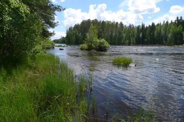 Kalanviljelylaitoksen henkilökunnan mukaan saukot nähdään aina välillä liikkuvan alueella, myös talvisin näkyy jalanjälkiä lumella. Saukot kalastavat talvella avovetisenä pysyvissä koskipaikoissa.