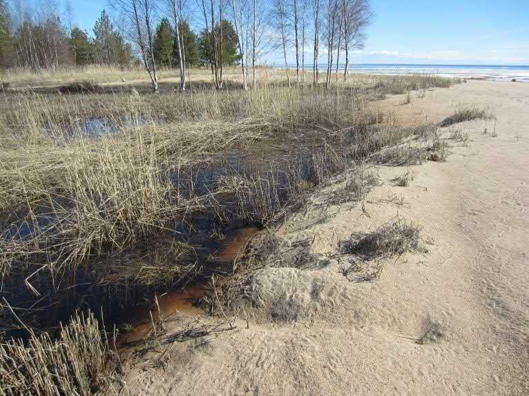 laajasti pajukoitunut Huikun satamaalueen länsipuolelta, ja tältä alueelta viitasammakoita havaittiin
