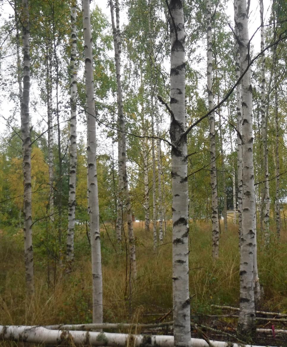 Lopuksi Pellon metsitys onnistuu, mutta vaatii tietoa ja taitoa Turvepellot vaikeimpia Koivu: hirvi, myyräriski Kasvava puusto sitoo hiiltä ja parantaa turvepellon