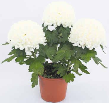 - Ilman Plussakorttia 11,99 Vallila tai
