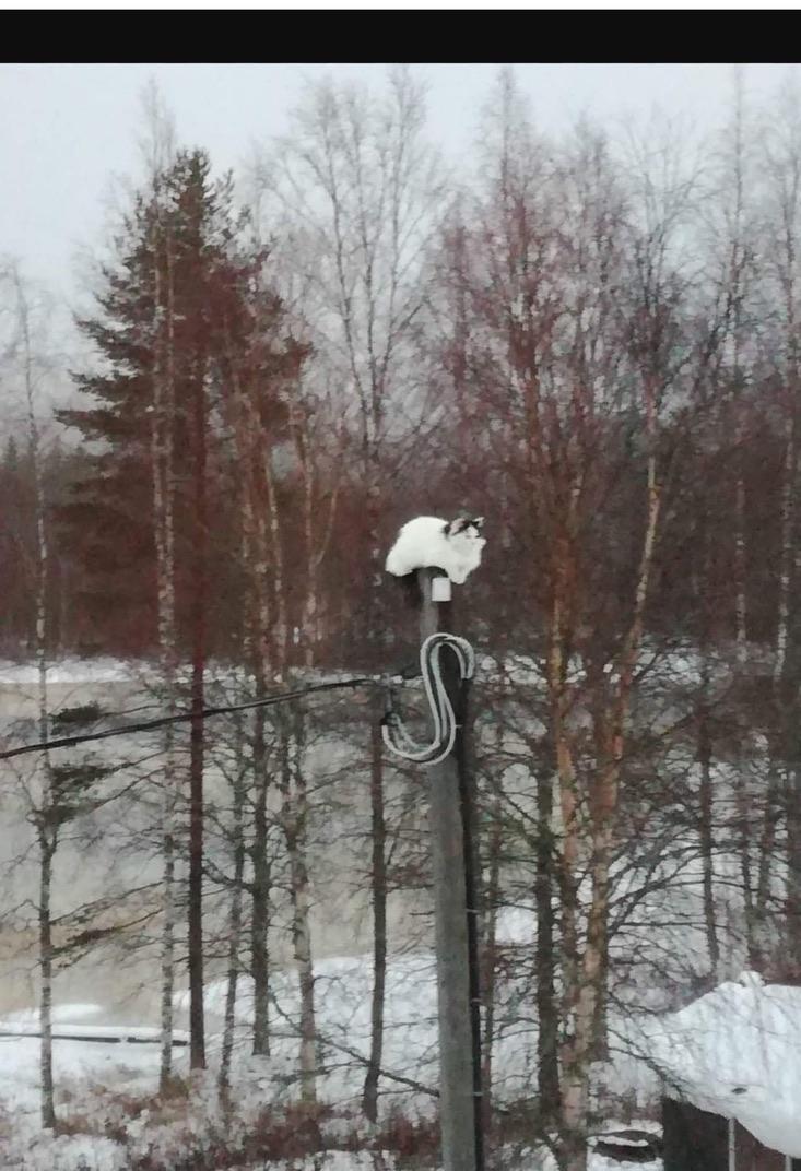 8 Kuntoutuksen tukena GREEN CARE Yhteisöllinen kuntoutusmalli, jossa luonto on tärkeä osa asumista ja kuntoutumista.