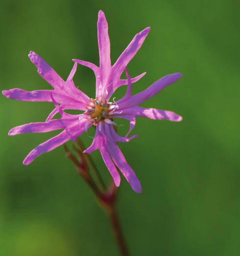 Alustava