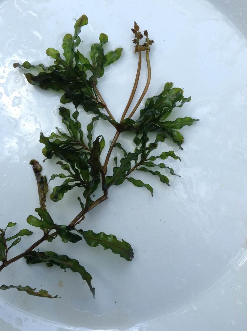 Poimuvita (Potamogeton crispus Harvinainen runsasravinteisissa vesissä kasvava uposkasvi Yleistynyt viime vuosikymmeninä Löydettiin Kirkkojärvestä v.
