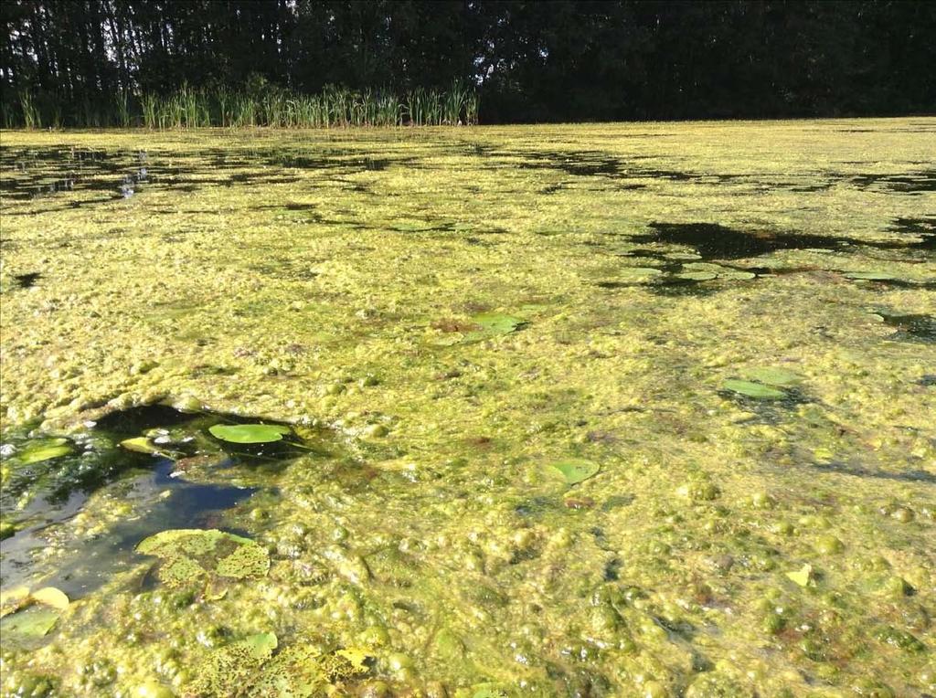Rihmalevän peittämää