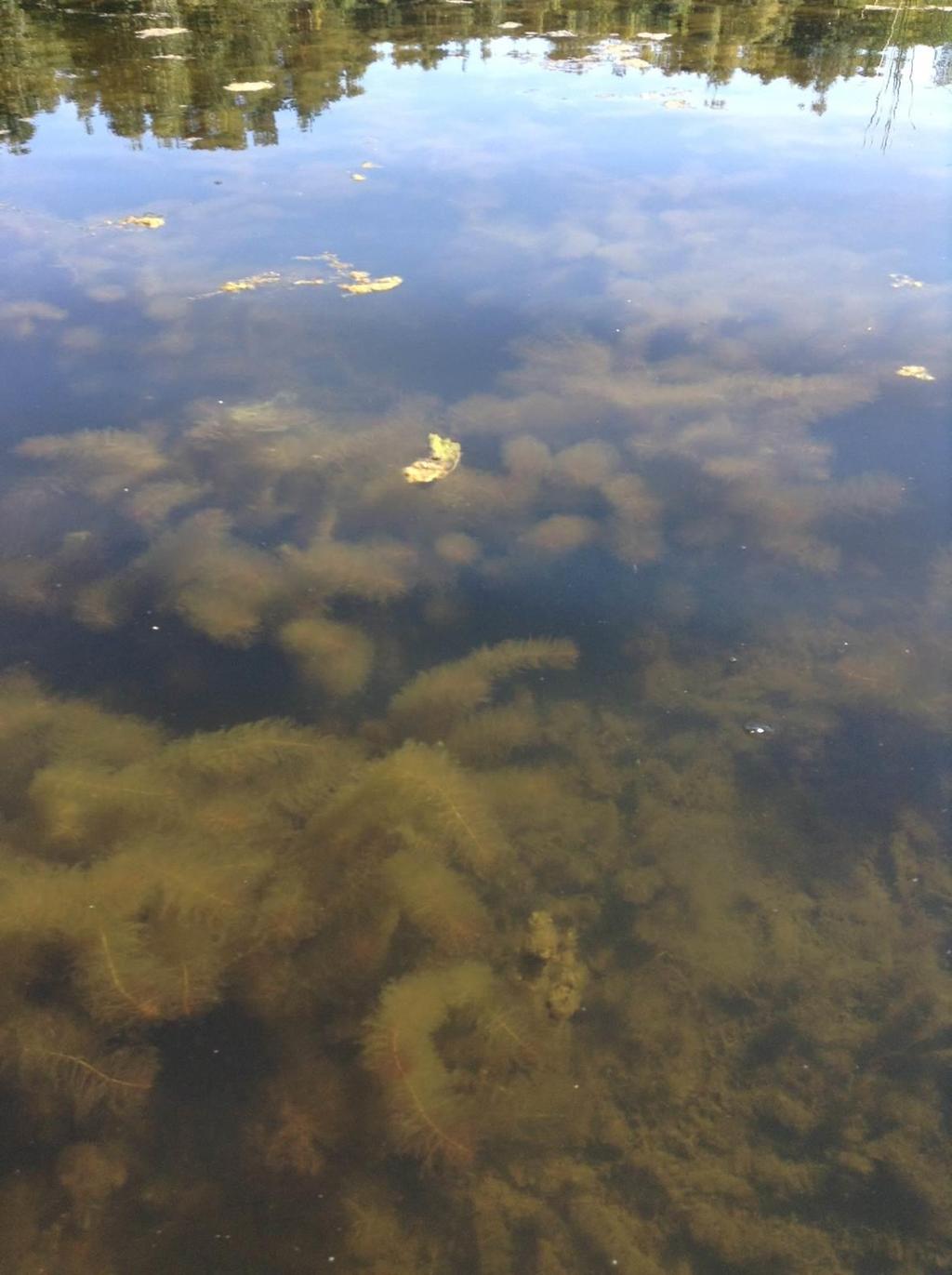 Kiehkuraärviä (Myriophyllum verticillatum) Yleinen Kuohunlahdessa, pääaltaassa hyvin harvinainen Runsasravinteisten