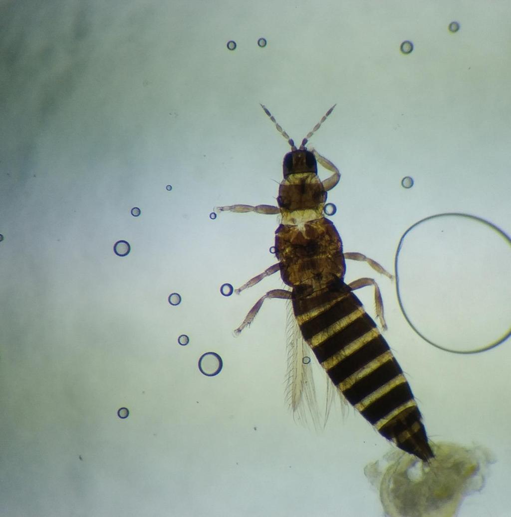 Ripsiäiset (Thysanoptera) Ulkonäkö Alle 1 mm mittainen, kapea ja sulkamaisilla siivillä varustettu hyönteinen Lisääntyminen Arrenotokia, telitokia!