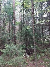 ) Poistetaan alueelta kuolleet pajut n. 13 kpl ja 2 kpl huonoa kuusta.