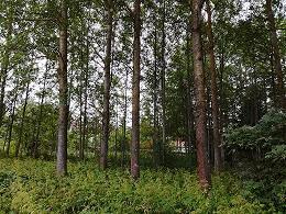 Varttunut haapametsikkö, alikasvoksena nuorta haapaa.